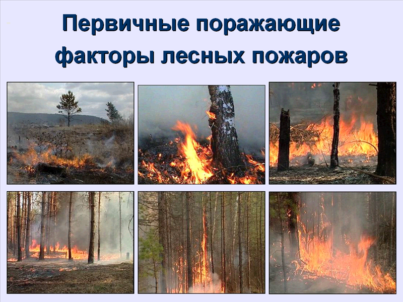 Пожар в лесу какой фактор. Поражающие факторы лесных пожаров. Поражающие факторы лесных и торфяных пожаров. Первичные факторы лесного пожара. Поражающий фактор лесного пожара.