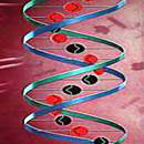 Компьютерное моделирование ДНК