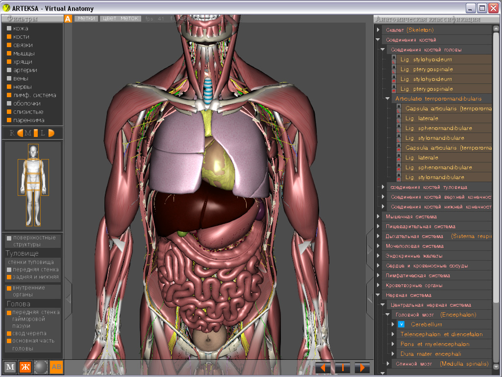 Анатомия твц. 3д атлас анатомии человека. Анатомический атлас человека 3d. Виртуальные анатомические атласы. Органы человека 3д анатомия.